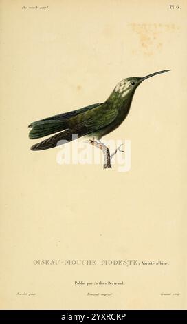 Histoire naturelle des colibris, Paris, Arthus Bertrand, 1830-1832, Kolibris, Bildwerke, Eine detaillierte Illustration eines lebendigen grünen Vogels, der auf einem Zweig thront und seinen langgestreckten Körper und seine charakteristischen Merkmale zeigt. Der Vogel wird mit einem schlanken, spitzen Schnabel und einem dezenten Muster auf dem Kopf dargestellt, das seine zarten Markierungen hervorhebt. Unter der Abbildung wird der Vogel als „Oiseau-Mouche Modeste, Varieté albine“ bezeichnet, was seine wissenschaftliche Klassifizierung angibt. Das Kunstwerk spiegelt die Liebe zum Detail wider und zeigt eine elegante Präsentation, die die natürliche Schönheit betont Stockfoto