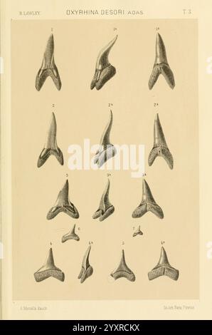 Studi comparativi sui pesci fossili coi viventi dei generi Carcharodon, Oxyrhina e Galeocerdo, Pisa, T. Nistri, 1881 Shark Carcharodon Galeocerdo fischt fossile Haie Fossiliengeschichten, die Illustration zeigt eine Reihe detaillierter Darstellungen verschiedener Haizähne, insbesondere aus der Gattung Oxyrrrhina, identifiziert als Oxyrrhina desori. Jeder Zahn ist nummeriert und weist unterschiedliche Merkmale auf, was die Vielfalt in Form und Struktur unterstreicht. Die Anordnung betont die unterschiedlichen Grösse- und Verzahnungsgrade und veranschaulicht die evolutionären Anpassungen dieser Zähne für die Prädation. T Stockfoto