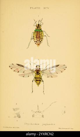 Monographie der britischen Aphides London, 1876-83. Blattläuse, Großbritannien, Hemiptera, Insekten, Eine detaillierte Abbildung, die zwei unterschiedliche Ansichten der Art Ptychodes juglandis zeigt. Die Draufsicht zeigt die kunstvolle Farbgebung des Insekts und die komplizierten Muster auf seinem Körper, die lebendige Farbtöne und einzigartige Markierungen zeigen, die sein Aussehen kennzeichnen. Die untere Ansicht zeigt die weit ausgebreiteten Flügel des Insekts, wodurch lichtdurchlässige Texturen und subtile Designvarianten sichtbar werden. Ergänzend zu den Hauptdarstellungen zeigen zusätzliche Skizzen am unteren Rand verschiedene Merkmale und Einzelheiten, die für die Art relevant sind. Stockfoto