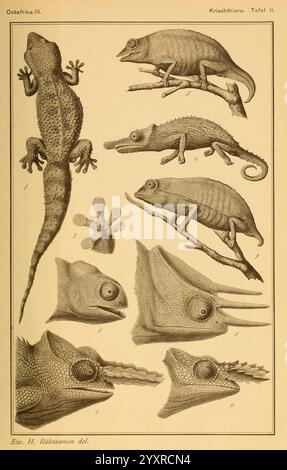 Die Kriechthiere Deutsch-Ost-Afrikas: Berlin, Geographische Verlagsbuchhandlung Dietrich Reimer, 1897. Tansania, Reptilien, diese Illustration zeigt eine Sammlung verschiedener Reptilien und Amphibien, die ihre einzigartigen anatomischen Strukturen hervorheben. Oben befindet sich eine detaillierte Darstellung eines Geckos, der seinen Körper und seine Gliedmaßen zeigt. Im Folgenden sind mehrere Chamäleons aufgeführt, die jeweils unterschiedliche Merkmale wie Hautstruktur und Schwanzkrümmung hervorheben. Das Arrangement umfasst auch Nahaufnahmen der Köpfe verschiedener Arten, die ihre komplizierten Gesichtsstrukturen und Anpassungen an ihre Umgebung veranschaulichen. Jede s Stockfoto