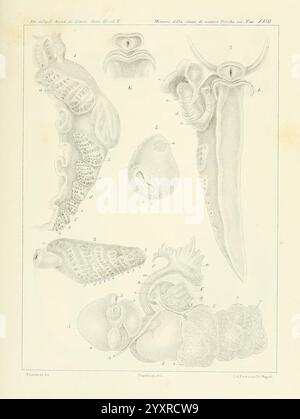 Æolididae e famiglie affini del porto di Genova Bologna Tipi Gamberini e Parmeggiani 1877-1881 Italien Genua Mollusks Olividae, eine komplizierte wissenschaftliche Illustration, die verschiedene Formen von Kopffüßern darstellt und deren anatomische Merkmale zeigt. Das Display enthält mehrere beschriftete Proben, die jeweils unterschiedliche Merkmale wie Körperformen, innere Strukturen und einzigartige Anpassungen hervorheben. Bemerkenswerte Details umfassen die Anordnung der Tentakel, die Form des Mantels und die Komplexität des Nervensystems, was die Vielfalt und evolutionäre Bedeutung dieser Meereskreatu unterstreicht Stockfoto