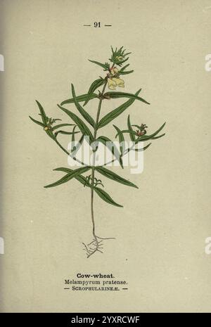 Wayside and Forest blüten, London, F. Warne, 1895, Großbritannien, Wildblumen, Identifizierung, Botanik, Melampyrum pratense, Eine botanische Illustration von Kuhweizen, identifiziert als Melampyrum pratense, zeigt seine schlanken grünen Stiele und lanzettartigen Blätter. Die Pflanze zeigt zarte gelbe Blüten mit komplizierten Details, die kleinen rötlich-braunen Deckblättern gegenübergestellt werden. Die Abbildung bietet einen klaren Blick auf das Wurzelsystem und betont seinen natürlichen Lebensraum. Es wird eine wissenschaftliche Klassifizierung festgestellt, die die Zugehörigkeit der Pflanze zur Familie der Scrophulariaceae unterstreicht. Stockfoto