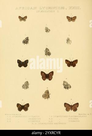 Rhopalocera exotica London Gurney Jackson 1887-1902 Schmetterlinge Schmetterling Maude Horman Fisher, die Abbildung zeigt eine Anordnung verschiedener Schmetterlingsarten, die unter ''African Lycenidae'' kategorisiert sind. Jedes Exemplar ist mit einer Nummer und einem Namen versehen, die die unterschiedlichen Muster und Farben ihrer Flügel zeigen. Die Schmetterlinge sind auf einfache Weise dargestellt, wodurch ihre komplizierten Designs und Unterschiede hervorgehoben werden. Das Layout besteht aus zwei Säulen, wobei die Arten von Lycaenistes ocellatus bis Lycaenistes brunnneus reichen, was einen lehrreichen Einblick in die Vielfalt im Inneren bietet Stockfoto