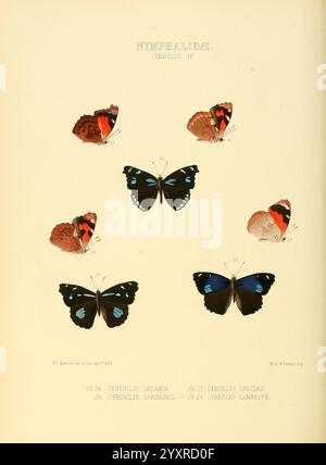 Illustrationen neue Arten exotische Schmetterlinge London John Van Voorst 1856 1876 Schmetterlinge Schmetterlinge Speziation Bildwerke geographische Verteilung Perisama Campaspe Perisama Calamis Perisama Cecidas Perisama Diotima, Eine Sammlung wunderschön illustrierter Schmetterlinge aus der Familie der Nymphalidae, die die Vielfalt innerhalb dieser Gruppe veranschaulichen. Sieben verschiedene Arten sind angeordnet, deren wissenschaftliche Namen auf Etiketten angegeben sind: Cybelles calamits, Cybelles cecidis, Cybelles caramas und Cybelles campas. Das Kunstwerk hebt ihre einzigartigen Farben und Muster hervor und besticht durch auffällige Co-Elemente Stockfoto