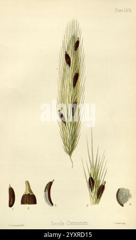 The Flora homoeopathica, London, Leath & Ross, 1852-1853, Botanik, Homöopathie, Bildwerke, claviceps purpurea, Botanik medizinisch, Materia medica Gemüse, materia medica and Therapeutics, secale, die Abbildung zeigt die botanische Darstellung von Secale cereale, allgemein bekannt als Roggen. In der Mitte zeigt eine detaillierte Darstellung der Blütenstände lange, schlanke Spikelets, die mit prallen Körnern verziert sind. Um den Hauptstachel herum sind Zeichnungen von verschiedenen Teilen der Pflanze, einschließlich Samen, einem Abschnitt des Spikelets und anderen botanischen Details, die das charakteristische Merkmal hervorheben, gekennzeichnet Stockfoto