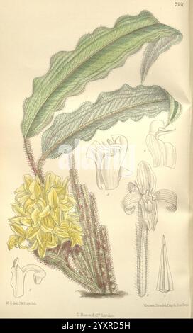 Curtis's Botanical Magazine, London, New York, botanische Illustration, Botanik, Zeitschriften, Bildwerke, Pflanzen Zierwerke, Matilda Smith, Brasilien, Calathea rufibarba, Pelzfeder Calathea, Frauen in der Wissenschaft, Matilda Smith., die Abbildung zeigt eine detaillierte botanische Studie einer bestimmten Pflanzenart, die ihre charakteristischen Eigenschaften zeigt. Im Mittelpunkt steht eine Gruppe von gelben Blüten, die elegant auf schmalen grünen Stielen angeordnet sind. Das umgebende Laub besteht aus lang gestreckten, aufwändig geäderten Blättern, die ein üppiges, strukturiertes Aussehen aufweisen. Die zentrale Pflanze ist klein Stockfoto
