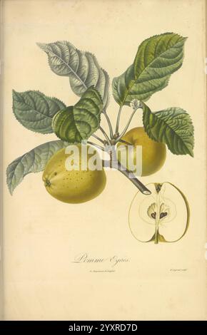 Pomologie francaise, Paris, Langlois et Leclercq, 1846, Arbres fruitiers, Field Guides, Frankreich, Obstbäume, Obstkultur, Obst, Identifizierung, Pflanzen, Eine botanische Illustration, die einen Zweig mit zwei gelb-grünen Äpfeln und sattgrünen Blättern zeigt. Die Äpfel mit einer leicht strukturierten Oberfläche sind neben einem Querschnitt dargestellt, der die innere Struktur eines Apfels zeigt und seine Samen und den Kern zeigt. Unter dem Zweig ist die Sorte mit dem Datum der Abbildung als „Pomme Egyptienne“ gekennzeichnet. Komplizierte Details unterstreichen die natürliche Schönheit der Früchte und Foli Stockfoto