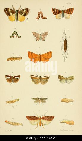 Ein elementares Handbuch der neuseeländischen Entomologie, 1892, neuseeland, Insekten, Arthropoden, George Vernon Hudson, Endrosis fenestrella, Siculodes subfasciata, 8, Selidosema productata, Ctenopseustis obliquana, Semiosoma platyptrea, Asthena schistaria, Crambus flexuosellus, scoparia hemiplaca, nz-Arten, Arthropoden, Eine detaillierte Abbildung mit verschiedenen Stadien und Arten von Falter und Raupen. Die Zusammensetzung ist in verschiedene Abschnitte unterteilt, in denen verschiedene Exemplare gezeigt werden. Die obere Zeile enthält beschriftete Varianten von Motten, die jeweils mit einem Buchstaben und einer Zahl gekennzeichnet sind. Ich bewege mich nach unten, das i Stockfoto