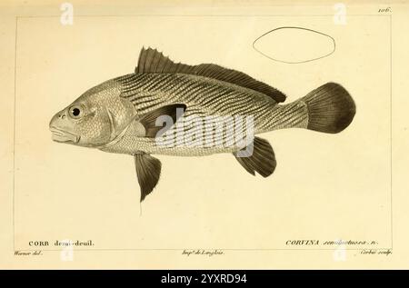 Histoire naturelle des Poissons, Paris, Chez F. G. Levrault, 1828-1849 Ichthyology, Fishes, Paranibea semiluctuosa, eine Illustration eines Fisches, die komplizierte Details wie das gestreifte Muster und die Flossen zeigt. Der Fisch wird seitlich positioniert, sodass er eine klare Sicht auf seine Körperform, seine Merkmale und die einzigartige Struktur seiner Schuppen hat. Dem Fisch ist ein Etikett beigefügt, das wahrscheinlich seinen wissenschaftlichen Namen angibt, was darauf hindeutet, dass es sich um eine Darstellung aus einer biologischen Studie oder einem Katalog handelt. Die Gesamtpräsentation betont die Eleganz und Komplexität des Wassertiers und hebt seine anatomische fea hervor Stockfoto