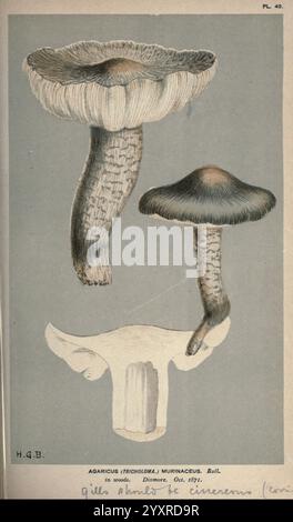 Illustrationen von britischen Pilzen (Hymenomycetes), als atlas zum "Handbook of British Fungi", London, 1881-91, Fungi, Großbritannien. die Abbildung zeigt die Art Agaricus murrindicus, die zwei unterschiedliche Ansichten des Pilzes zeigt. Die Draufsicht hebt die Kappe mit ihrer breiten, schirmartigen Form und dezenten Textur hervor, während die Seitenansicht Details des Stiels und der Kiemen unter der Kappe sichtbar macht. Diese detaillierte Darstellung betont die einzigartigen Merkmale der Art, einschließlich der Färbung und Struktur, und liefert wertvolle Informationen für die Identifizierung. Die PREK Stockfoto