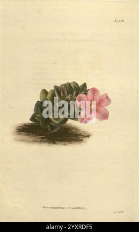 Das botanische Kabinett London John Arthur Arch 1817-1833.jpg, Eine delikate Darstellung einer Anacampseros rufescens Pflanze, die ihre einzigartigen, fleischigen grünen Blätter an der Basis zeigt. Aus der Pflanze kommt eine einzelne, leuchtend rosa Blume hervor, deren Blütenblätter sich anmutig entfalten. Der ruhige Hintergrund hebt die natürliche Schönheit des Sukkulenten hervor, während die subtile Schattierung der Illustration Tiefe verleiht und die Formen und Texturen der Pflanze betont. Unterhalb des Kunstwerks ist der Artenname elegant eingeschrieben, was zur botanischen Ästhetik des Stücks beiträgt. Stockfoto