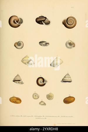 Novitates Conchologicae Cassel T. Fischer 1854-79 Mollusks Pictorial Works, diese Komposition zeigt eine Vielzahl von Muscheln, jede einzigartig geformt und strukturiert, um die Vielfalt der Meereslebewesen zu veranschaulichen. Die Kollektion umfasst verschiedene Arten mit spiralförmigen Schalen mit komplizierten Mustern und glatten Oberflächen. Die Formationen reichen von eng gewickelten bis hin zu länger gestreckten Formen, wobei einige Grate und Farbvarianten aufweisen. Jede Schale ist zur Identifizierung nummeriert, was zu einer Untersuchung der Naturgeschichte und der biologischen Vielfalt der Meere beiträgt. Stockfoto