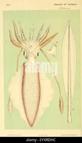 Naturgeschichte von Victoria. Dezember 6-10 Melbourne, J. Ferres, Regierungsdrucker, 1885-90. Australien, Victoria, Zoology, Australien, Sepioteuthis australis, Sepioteuthis australis, australischer Tintenfisch mit Zahn, Port Phillip Bay, Woods Hole, die Abbildung zeigt eine detaillierte Untersuchung einer Art von Kopffüßer, insbesondere einer Art Tintenfisch. Es zeigt eine zentrale Darstellung des Tintenfischs, die seinen langgestreckten Körper, markante Flossen und markante Tentakel mit kreisförmigen Saugern hervorhebt. Die Färbung ist mit verschiedenen Schattierungen und Mustern dargestellt, die die anatomischen Merkmale des Tintenfischs betonen Stockfoto