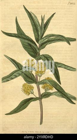 Curtis's Botanical Magazine London, New York Botanical Illustration Botany Periodicals Pictorial Works Plants Ornamental Curtis Lysimachia Thyrsiflora Taxonomie: Familie = Primulaceae nördliche Hemisphäre, diese Illustration zeigt eine botanische Studie einer Pflanze, die durch langgezogene, lanzettartige Blätter gekennzeichnet ist, die einen satten, grünen Farbton aufweisen. Die Pflanze ist mit kleinen, hellgelben Blüten geschmückt, die deutlich am Stiel positioniert sind. Jedes Blatt weist ein eigenes Venationsmuster auf, was zur gesamten organischen Ästhetik beiträgt. Der Hintergrund ist mit dezenten Details versehen, die den ergänzen Stockfoto