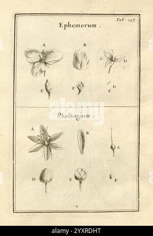 Joseph Pitton de Tournefort Institutiones rei herbariae Parisiis, E Typographia Regia, 1700-[1703] Botanik, prälinneanische Werke, die Illustration zeigt botanische Studien, gekennzeichnet als „Ephemerum“ und „Phalangium“. Stockfoto