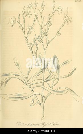 Gartenflora. Erlangen, F. Enke, 1852-1940, Botanik, Gartenbau, Deutschland, Zeitschriften, Pflanzen, Zierpflanzen, Pflanzen. botanische Darstellung der Pflanze *Staticus denudatus*. Das Kunstwerk zeigt die zarten Merkmale der Pflanze, darunter schlanke Stiele, längliche Blätter und kleine Blütentrauben, die entlang der Äste blühen. Die komplizierten Details betonen die Texturen der Blätter und die subtilen Variationen der Blütenformen und tragen zur Eleganz der Komposition bei. Unter der Abbildung ist der wissenschaftliche Name elegant eingeschrieben. Stockfoto