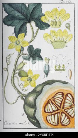 Icones Plantarum Medicinalium, Nürnberg, auf Kosten der Raspischen Buchhandlung, 1779-1790, Botanik, Medizin, Bildwerke, eine Illustration, die die Cucumis melo, allgemein bekannt als Cantaloupe oder Muskmelon, zeigt. Diese detaillierte botanische Darstellung zeigt die rebenartige Struktur der Pflanze, die mit markanten Blättern und hellgelben Blüten verziert ist. Die Zusammensetzung umfasst markierte Abschnitte der Blütenanatomie, die verschiedene Fortpflanzungsteile anzeigen, und einen Querschnitt der Reifen Früchte, der ihr lebendiges Orangenfleisch und ihr mit Samen gefülltes Inneres offenbart. Das Gesamtdesign hebt die komplizierte BU hervor Stockfoto