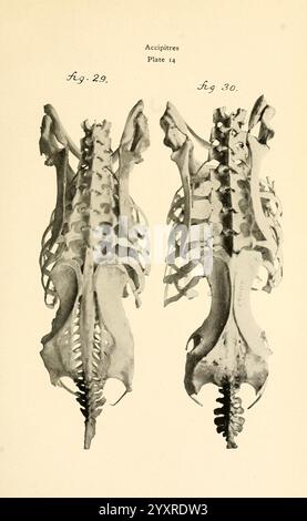 Osteologie der Vögel 1909. Anatomie Vögel Knochen Osteologie Accipitres Truthahngeier (Cathartes aura) Neophron Neophron percnopterus, diese Abbildung zeigt die Skelettstruktur der Gattung Accipiter, allgemein bekannt als Falken. Zwei Ansichten der Wirbelsäule werden nebeneinander dargestellt: Die linke zeigt den dorsalen Aspekt, die rechte hebt die ventrale Seite hervor. Die komplizierten Details der Wirbel, Rippen und der Wirbelsäulenstruktur betonen die Anpassungen dieser Greifvögel für Flug und Jagd. Die beschrifteten Abbildungen geben einen klaren Bezug zu den spezifischen anatomischen Merkmalen Stockfoto