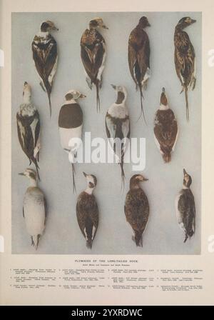 Britische Tauchenten London Longmans Green and Co. 1913 Birds Ducks Great Britain Pictorial Works, Eine Sammlung verschiedener Vogelexemplare, die in geordneter Weise angeordnet sind, um ihr Gefieder zu präsentieren. Jeder Vogel wird aus einer lateralen Perspektive dargestellt, wobei die komplizierten Details seiner Federn und Formen hervorgehoben werden. Die dargestellten Arten umfassen eine Vielzahl von Farben und Mustern, die die Unterschiede zwischen ihnen betonen. Unter den Exemplaren finden Sie informative Unterschriften, die Einzelheiten zu jedem Vogel enthalten, einschließlich ihrer wissenschaftlichen Namen, Lebensräume und bemerkenswerten Eigenschaften, die die Identifizierung erleichtern und erleichtern Stockfoto