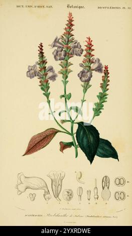 Dictionnaire universel d'histoire naturelle, v. 3, 1849, Atlas Zoologie-Botanique, Paris, 1847–1849, Naturgeschichte, Wörterbücher, die Illustration zeigt eine detaillierte botanische Darstellung einer blühenden Pflanze aus der Familie der Scrophulariaceae, insbesondere Agalinis purpurea, allgemein bekannt als die violetten Agalinis. Der obere Teil zeigt den langgezogenen Stiel, der mit röhrenförmigen Blütenbündeln verziert ist, von denen jede zarte Merkmale aufweist. Die Blüten werden sorgfältig mit einzelnen Blütenblättern und komplizierten Markierungen verziert. Unter der Hauptdarstellung sind verschiedene botanische Elemente, einschließlich des Stockfoto
