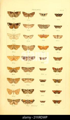 Index Entomologicus, London, William Wood, 1839, Schmetterlinge, Klassifizierung, Großbritannien, Identifizierung, schmetterlinge, Bildwerke, eine Sammlung verschiedener Mottenarten in einer systematischen Anordnung, die ihre komplexen Flügelmuster und -Farben zeigt. Jede Probe ist mit einer Probennummer gekennzeichnet, die die Vielfalt der Formen, Größen und unterschiedlichen Markierungen hervorhebt, die die verschiedenen Arten von Falter kennzeichnen. Die Illustration bietet einen pädagogischen Einblick in die Lepidopterologie, insbesondere in Bezug auf die Gattung „Phalena“. Die akribische Organisation betont die Schönheit A Stockfoto