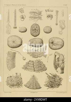 Revision der Echini Cambridge, Mass, University Press, 1872-1874. Klassifizierung Echinodermata Seeigel Museum für vergleichende Zoologie, die Illustration zeigt eine detaillierte Untersuchung verschiedener Echinodermexemplare, die sich auf die komplexen Strukturen und die verschiedenen Formen von Seeigeln und verwandten Organismen konzentriert. Jedes Exemplar ist akribisch beschriftet und hebt Merkmale wie Wirbelsäulen, Skelette und komplizierte Muster hervor, die verschiedene Arten charakterisieren. Das Arrangement umfasst eine Vielzahl von Formen und Texturen, die die Komplexität ihrer Formen und die darin enthaltene biologische Vielfalt betonen Stockfoto