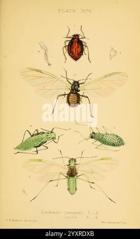 Monografie der britischen Aphides London, 1876-83, Blattläuse, Großbritannien, Hemiptera, Insekten, die Abbildung zeigt eine detaillierte Darstellung verschiedener Insekten, die jeweils zur Identifizierung gekennzeichnet sind. Oben sitzt ein roter Käfer. Darunter zeigt eine detaillierte Darstellung eines anderen Insekts seine einzigartigen Merkmale. Weiter unten befindet sich ein Insekt mit zarten Flügeln, gefolgt von einem grünen Exemplar, das sich harmonisch mit dem Laub verschmilzt. Das letzte Insekt am Boden fängt mit seinen charakteristischen Eigenschaften die Aufmerksamkeit auf und zeigt die Vielfalt der Morphologie dieser Spezies Stockfoto