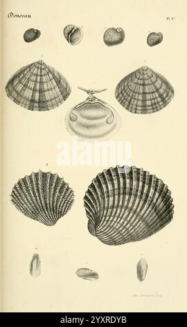 Bibliothèque Conchyliologique Paris A. Franck 1845-1846 Muschelkataloge Sammlungen, eine bebilderte Platte mit detaillierten Darstellungen verschiedener Muschelarten, die ihre einzigartigen Formen und Texturen zeigen. Die Schalen sind systematisch angeordnet und zeigen sowohl die Draufsicht als auch die Seitenansicht für jede Probe an. Markante Muster und Markierungen werden hervorgehoben, was die Vielfalt der Schalen verdeutlicht. Die Abbildungen zeigen glatte, abgerundete Formen sowie geriffelte und spiralförmige Strukturen, die ihre natürlichen Feinheiten unterstreichen. Diese Darstellung spiegelt das Studium der Meereslebewesen und der Empha wider Stockfoto