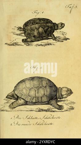 Herr de la Cepede's Naturgeschichte der Amphibien Weimar, Verlage des Industrie-Comptoir's, 1800-1802. Amphibien, Reptilien, die Illustration zeigt zwei verschiedene Schildkrötenarten, gekennzeichnet als Fig. 1 und Abb. 2. Die erste Schildkröte, genannt "die Schilam-Schildkröte", hat eine abgerundete Schale mit komplizierten Texturen und Mustern, die insgesamt ein robustes Aussehen bietet. Die zweite Schildkröte, die runde Schildkröte, weist dagegen eine glattere, gewölbte Hülle auf. Beide Schildkröten sind im Profil dargestellt, wobei ihre charakteristischen Formen betont und die Feinheiten ihrer Anatomie detailliert dargestellt werden Stockfoto