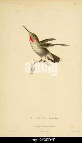 Histoire naturelle des colibris, Paris, Arthus Bertrand, 1830-1832, Kolibris, Pictorial Works., Eine atemberaubende Illustration eines Kolibri, der speziell als L'Anna identifiziert wurde, zeigt seine komplizierten Details und sein lebendiges Gefieder. Der Vogel sitzt elegant, sein schlanker Körper ist mit schillernden Federn verziert, die in Grün- und Rottönen schimmern. Besonders die Kehle zeigt einen lebhaften Spritzer Rubin, der sich wunderbar von der restlichen Form abhebt. Die zarten ausgestreckten Flügel und der kräftige Schnabel betonen die Anmut und Beweglichkeit des Vogels. Dieses Bild ist mit elegantem handgeschriebenem Text verziert Stockfoto