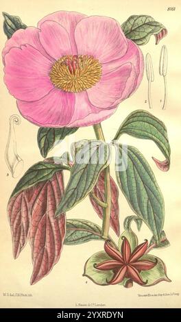 Curtis's, botanisches Magazin, London, New York, Botanik, Zeitschriften, Bilder, Werke, Matilda Smith, Paeonia cambessedesii, Balearische Pfingstrose, Balearen, Korsika, Curtis, IG, Frauen in Wissenschaft, Blumen, David Prain, HSA, Matilda Smith, die Illustration zeigt eine detaillierte botanische Studie einer Pfingstrosenblüte, die ihre markanten, offenen rosafarbenen Blüten um ein goldgelbes Zentrum zeigt. Das üppige grüne Laub ist aufwändig dargestellt und hebt die Adern und die Textur der Blätter hervor. Neben der Hauptblume sind zusätzliche Elemente wie eine Knospe und eine kleinere Blume an der Basis enthalten Stockfoto