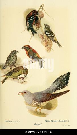 Briten, Vögel in ihren Haunts, London, Dutton, 1922, Großbritannien, Vögel, Loxia leucoptera, Cuculus canorus, Weißflügelkreuzschnabel, schottischer Kreuzschnabel, Loxia scotica, Common Cuckoo, Eine detaillierte Abbildung zeigt eine Sammlung von Vogelarten, die eine Vielzahl von Kreuzschnabelarten zeigen, die durch ihre charakteristisch gekrümmten Schnabel gekennzeichnet sind, die für das Extrahieren von Samen aus Kegeln geeignet sind. Das Bild enthält mehrere Kreuzschnabel in verschiedenen Posen und Farben, die ihr einzigartiges Gefieder zeigen. Zusätzlich ist unten ein Kuckuck zu sehen, der an seinem langen Körper und seinem charakteristischen m zu erkennen ist Stockfoto