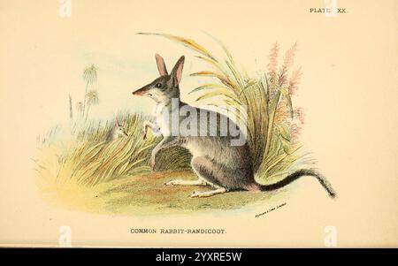 A Handbook to the marsupialia and monotremata London, E. Lloyd, 1896. Beuteltiere, Monotremes, Peragalelagotis, Peragalelagotis, Common Kaninchen Bandicoot, SA, WA, Australien, Australien, Greater Bilby, Macrotis Lagotis, Richard Lydekker, Eine detaillierte Abbildung eines gewöhnlichen Kaninchen-Bandicoot ist in einer natürlichen Umgebung dargestellt, die seine charakteristischen Merkmale zeigt. Der Bandicoot ist auf seinen Hinterbeinen positioniert und zeigt seine spitzen Ohren und seine lange Schnauze. Sein Fell zeigt eine Mischung aus Grau- und Brauntönen, die sich in das umgebende Grün einfügt. Große Gräser und Pflanzen umrahmen den Hintergrund, was darauf hindeutet Stockfoto