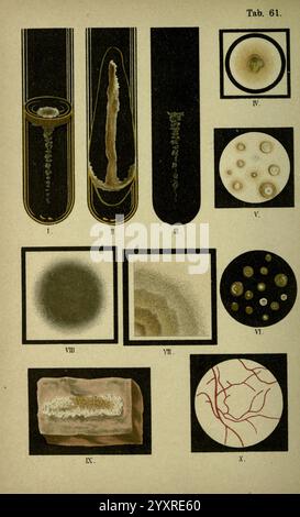 Atlas und, was wir brauchen, von Bakteriologie, New York, 1897, Bakterien, Atlanten, bakteriologisch, Technik, die Komposition enthält eine Reihe von komplizierten Illustrationen, die jeweils verschiedene mikroskopische Proben zeigen. Die ersten drei Panels weisen längliche und möglicherweise zelluläre Strukturen auf, während die nachfolgenden Bilder eine Reihe von Formen, einschließlich kreisförmiger Formen und unterschiedlicher Muster, zeigen. Die Abbildungen erfassen die detaillierten Texturen der Exemplare und heben ihre einzigartigen Eigenschaften hervor. Einige Tafeln zeigen eine abstraktere Darstellung von Mikroorganismen, die ihre Komplexität und ihren Tauchgang offenbaren Stockfoto