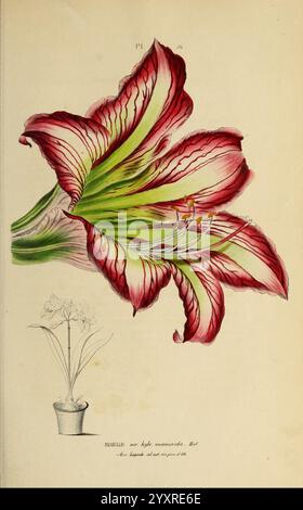 Annales de la Société royale d'Agriculture et de botanique de Gand, Gand, Société royale d'Agriculture et de botanique, 1845-1849, Botanik, Gartenbau, Gesellschaften, Blumen, Amaryllis marmorata, Eine lebendige Darstellung einer blühenden Pflanze, die große, trompetenförmige Blüten mit auffälligen Rot- und Weißtönen zeigt. Die Blütenblätter weisen ein zartes Muster aus Streifen und Adern auf, was dem Gesamtdesign Tiefe verleiht. Unter der markanten Blüte zeigt eine kleinere Illustration eine Topfpflanze, die die üppig grünen Blätter hervorhebt, die die Blüten ergänzen. Diese botanische Illustration zeigt beides Stockfoto