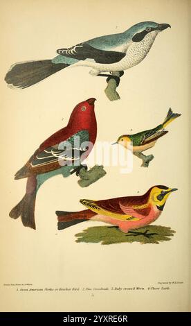 Amerikanische Ornithologie oder die Naturgeschichte der Vögel der Vereinigten Staaten, Petter & Galpin [187-]. Vögel, Vereinigte Staaten, Regulus Calendula, rubingekröntes Königreich, Lanius excubitor Pinicola enucleator Eremophila alpestris, Gehörnte Lerche, Nordkrebse, Kiefernschnabel, die Illustration zeigt eine Vielzahl von lebendig dargestellten Vögeln, die jeweils unterschiedliche Merkmale und Farben zeigen. Der erste Vogel oben links zeigt eine auffällige Kombination aus Blau- und Grautönen, identifiziert als Great American Shrike oder Roadside Hawk. Daneben befindet sich ein farbenfroher finch mit leuchtendem rotem Gefieder Stockfoto