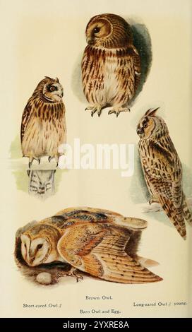 Britische Vögel in ihren Haunts, London, Dutton [1922], Großbritannien, Vögel, ASIO Otus, Asio Flammeus, Strix aluco, Scheunenkeule, Tyto alba, Langohr-Eule, Tawny-Eule, Taxonomie, Kurzohr-Eule, Eine Sammlung, die verschiedene Arten von Eulen zeigt und ihre Besonderheiten und Eigenschaften hervorhebt. Die Komposition besteht aus einer senkrecht stehenden Kurzohrige, die ihr markantes Gefieder zeigt, und einer Brauneile, die sich durch ihren abgerundeten Körper und ihr ausdrucksstarkes Gesicht auszeichnet. In der unteren Ecke ist eine Langhaareule dargestellt, die anmutig mit ihren einzigartigen Ohrbüscheln ruht, während in der Nähe eine Barrotschuhe erkrankt ist Stockfoto