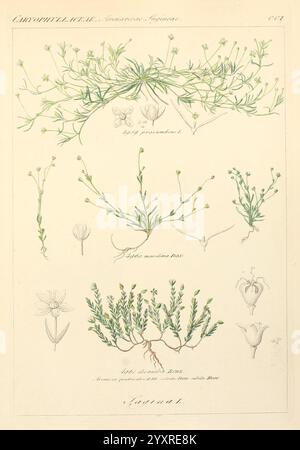 Icones florae Germanicae et Helveticae, Simul Pedemontanae, Tirolensis, Istriacae, Dalmaticae, Austriacae, Hungaricae, Transylvanicae, Moravicae, Borussicae, Holsaticae, Belgicae, Hollandicae, ergo Mediae Europae, Lipsiae, F. Hofmeister 1834-1912, [v. 1, 1850], Europa, Bildwerke, Pflanzen. diese Abbildung zeigt verschiedene botanische Arten mit zarten Blumenarrangements und komplizierten Blattstrukturen. Die Komposition hebt mehrere Pflanzen hervor, mit detaillierten Darstellungen ihrer einzigartigen Eigenschaften, wie Formen und Texturen der Blätter, zusammen mit den verschiedenen Stufen ihrer Stockfoto