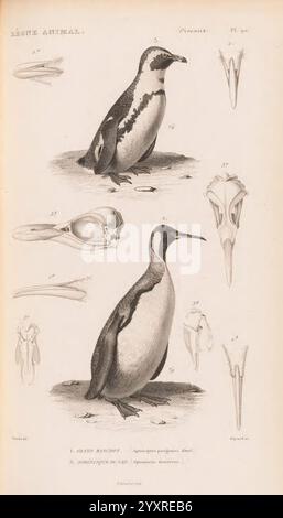Le règne Animal distribué d'après son Organisation Paris, 1836-1849 Anatomie, Vergleichende Tiere Klassifizierung Identifizierung Nomenklatur Zoologie Museum für Vergleichende Zoologie Vögel, die Illustration zeigt einen Pinguin, der sein unverwechselbares schwarz-weißes Gefieder zeigt, mit detaillierten anatomischen Diagrammen. Der obere Teil zeigt eine Seitenansicht des Pinguins und hebt seinen stromlinienförmigen Körper und seine charakteristischen Markierungen hervor. Im Folgenden werden Schädel und Schnabel genauer untersucht, wodurch wesentliche Merkmale seiner Anatomie sichtbar werden. Diese pädagogische Darstellung betont die pe Stockfoto