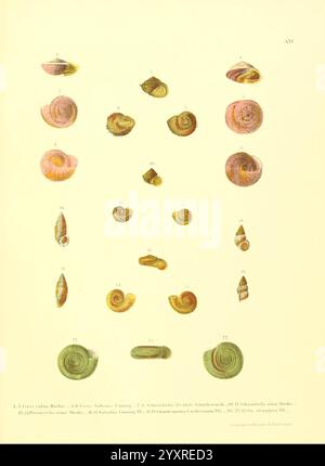 Novitates conchologicae, Cassel, T. Fischer, 1854-79, Weichtiere, Bildwerke, Eine Sammlung verschiedener Arten von Schnecken in systematischer Anordnung. Das Bild zeigt eine Reihe von spiralförmigen Schalen mit verschiedenen Formen, Größen und Farben. Die Schnecken sind nummeriert, um ihre einzigartigen Eigenschaften hervorzuheben. Jedes Exemplar weist unterschiedliche Muster und Texturen auf, die die Vielfalt dieser Weichtiergruppe unterstreichen. Das Layout schlägt eine Untersuchung oder Katalogisierung dieser Organismen vor, die wahrscheinlich zu pädagogischen oder wissenschaftlichen Zwecken dienen. Stockfoto