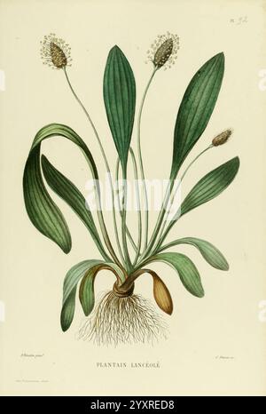 Nouvelle Ikonographie Fourragère Atlas Paris P. Asselin 1871 gramineae die Bilderwerke des Botanischen Gartens von New York suchen Pflanzen. Diese Abbildung zeigt eine Bananenart, die ihre charakteristischen langen, lanzettartigen Blätter zeigt, die sich nach oben erstrecken und ein elegantes, fächerähnliches Arrangement schaffen. Die Pflanze hat mehrere Blütenstände an der Spitze, die durch kleine, geclusterte Blüten gekennzeichnet sind, die dicht zusammengepackt sind. Unterhalb der Oberfläche sind die Wurzeln sichtbar, was die Verankerung der Pflanze im Boden anzeigt. Die Gesamtkomposition hebt sowohl das üppige Grün der Blätter als auch das zarte d hervor Stockfoto