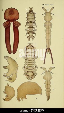 The, British, Parasitic, Copepoda, London, 1913, Großbritannien, Parasiten, Fische, Krustentiere, Copepoda, diese Illustration zeigt eine Reihe von anatomischen Zeichnungen, die verschiedene Stadien oder Formen eines bestimmten Organismus detailliert darstellen. Die Etiketten zeigen unterschiedliche Teile an, wobei die Nummern den umrissenen Merkmalen entsprechen. Stockfoto