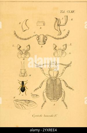 Deutschlands Insecten Nürnberg, Gedruckt auf Kosten des Verfassers, 1805-1857, Käfer, Deutschland, Bildwerke, Cymindis humeralis, die Illustration zeigt eine detaillierte anatomische Untersuchung der Insektenart Cynips lamuratus mit verschiedenen Aspekten und Strukturen. Es zeigt beschriftete Teile, einschließlich Kopf, Antennen, Beine und Körperteile, bietet einen umfassenden Überblick über die Morphologie des Insekts. Die Anordnung enthält separate Darstellungen spezifischer Körpermerkmale, die ein klares Verständnis der Anatomie des Insekts ermöglichen. Zur Erleichterung sind die Buchstaben für jedes beschriftete Teil zu verwenden Stockfoto