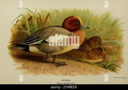 Farbige Figuren der Vögel der Britischen Inseln, herausgegeben von Lord Lilford. London, R. H. Porter, 1885-1897, Großbritannien, Bird, Vögel, Ornithologie, Bildwerke, Eurasische Wigeon, Marsh Penelope, das Museum of Comparative Zoology, Ein Paar farbenfroher Wasservögel, der Frontvogel mit lebendigem Gefieder mit satten Rost-, Creme- und tiefblauen Tönen, ist in der Nähe des Wasserrandes dargestellt. Sein eleganter, geschwungener Hals führt zu einem unverwechselbaren Kopf mit einer markanten Mischung aus Gelb und Orange, im Kontrast zu einer dunklen, glänzenden Krone. Der zweite Vogel, leicht verdeckt im Hintergrund, zeigt einen Stockfoto