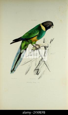 Iconographie des perroquets, Paris, P. Bertrand, 1857, Bird, Vögel, Papageien, Papageien, Bildwerke, beliebte Werke, Barnardius zonarius, Port Lincoln Ringhalsausschnitt, Ein anschaulich illustrierter Papagei, der auf einem Ast thront und eine beeindruckende Kombination aus leuchtend grünen Federn zeigt, die von einem leuchtend blauen Schwanz und einem markanten schwarz-gelben Kopf hervorgehoben werden. Der Papagei ist mit komplizierten Details dargestellt, die die Textur seines Gefieders und die subtilen Nuancen seiner Merkmale einfangen. Der Zweig, auf dem er sitzt, wirkt verwittert und bildet einen natürlichen Kontrast zu den hellen Farben des Vogels. Diese Darstellung wird geleert Stockfoto