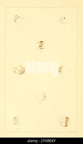 Nester und Eier amerikanischer Vögel. Teile 1-7. Salem, Mass, S.E. Cassino [c1880], Vögel, Eier, Nordamerika, Nester, ausgezeichnet, Eine Sammlung von neun ovalen Objekten wird in einem Rasterformat angezeigt, jedes mit einem einzigartigen Muster und einer einzigartigen Textur. Diese Objekte unterscheiden sich in ihrem Erscheinungsbild, da sie eine Kombination aus Flecken und Sprenkeln in verschiedenen Farben aufweisen, was darauf hindeutet, dass es sich um Illustrationen verschiedener Arten von Muscheln oder Edelsteinen handelt. Jedes Objekt wird von einer numerischen Beschriftung begleitet, die darunter platziert ist und mögliche Klassifizierungen oder Referenzen innerhalb einer Studie oder eines Katalogs anzeigt. Das Gesamtlayout betont den Stockfoto