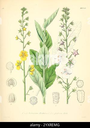 Icones florae Germanicae et Helveticae, Simul Pedemontanae, Tirolensis, Istriacae, Dalmaticae, Austriacae, Hungaricae, Transylvanicae, Moravicae, Borussicae, Holsaticae, Belgicae, Hollandicae, ergo Mediae Europae, Lipsiae, F. Hofmeister , 1834-1912, [v. 1, 1850], Europa, Bildwerke, Pflanzen, die Illustration zeigt zwei verschiedene botanische Exemplare, die jeweils mit ihren jeweiligen wissenschaftlichen Namen gekennzeichnet sind. Auf der linken Seite werden leuchtend gelbe Blüten mit zarten Blütenblättern von lang gezogenen Blättern begleitet. Auf der rechten Seite zeigt ein hoher grüner Stamm eine Reihe weißer Blüten, die b Stockfoto