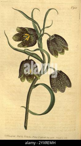 Curtis's Botanical Magazine, London, New York, Botanik, Zeitschriften, Bildwerke, Curtis, Fritillaria racemosa, Taxonomie: Family= Liliaceae, Eurasia, Sydenham Teast Edwards, Eine zarte botanische Illustration, die eine blühende Pflanze mit aufwändig gemusterten Blütenblättern zeigt. Die Blüten, die sich durch ihr einzigartiges kariertes Aussehen auszeichnen, hängen elegant an einem schlanken Stiel. Dunkle Farbtöne dominieren die Blütenblätter, im Kontrast zu leuchtend gelben Filamenten, die sich von dem komplizierten Design abheben. Die Blätter sind gestreckt und bogen sich anmutig um den Stiel, was die gesamte Eleganz der Komposition unterstreicht Stockfoto