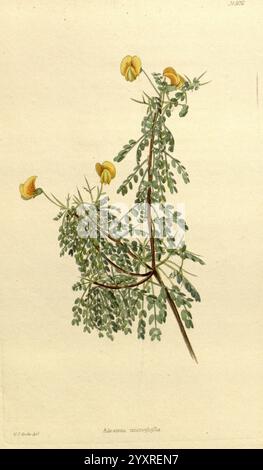 Das Botanische Kabinett, London, John, Arthur, Arch, 1817-1833, Adesmia, Mikrophylla, eine detaillierte botanische Illustration, die einen Zweig einer Pflanze zeigt, der durch längliche Blätter und zarte gelbe Blüten gekennzeichnet ist. Die Blätter sind gefiedert und haben mehrere kleine Faltblätter, die entlang des Stiels angeordnet sind. Die gelben Blüten, die nach oben gruppiert sind, haben eine markante Form und wirken leicht aufgebläht. Diese Darstellung hebt die natürliche Schönheit und die komplizierten Details der Anatomie der Pflanze hervor und betont sowohl das Laub als auch die floralen Elemente. Der Hintergrund ist minimal, so dass der Fokus neu ausgerichtet werden kann Stockfoto