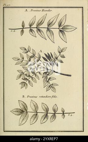 Les Figures des plantes et animaux d'use en medecine, Paris, Desprez, 1764-1765, materia medica, Bildwerke, die Illustration zeigt drei botanische Darstellungen, gekennzeichnet mit A und B. Stockfoto